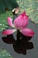 IMG-20170711-WA0068