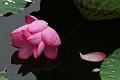 IMG-20170711-WA0069