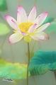 IMG-20170712-WA0022