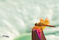 IMG-20170712-WA0025