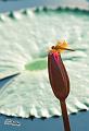 IMG-20170712-WA0026