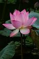 IMG-20170713-WA0003