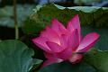 IMG-20170713-WA0008