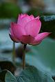 IMG-20170713-WA0010