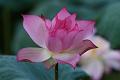 IMG-20170713-WA0011