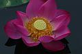 IMG-20170713-WA0013