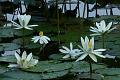 IMG-20170713-WA0016