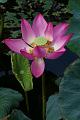 IMG-20170713-WA0018