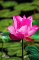 IMG-20170713-WA0025