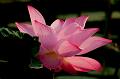 IMG-20170714-WA0016