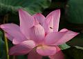 IMG-20170714-WA0019