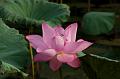 IMG-20170714-WA0022