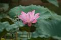 IMG-20170714-WA0042