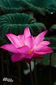 IMG-20170714-WA0043