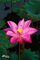 IMG-20170714-WA0044