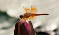 IMG-20170714-WA0052