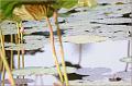 IMG-20170715-WA0016