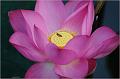 IMG-20170715-WA0023