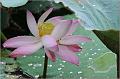 IMG-20170715-WA0033