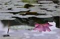 IMG-20170715-WA0044