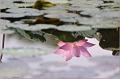 IMG-20170715-WA0045