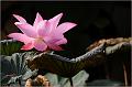 IMG-20170715-WA0052