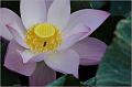 IMG-20170715-WA0054