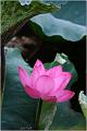 IMG-20170715-WA0070