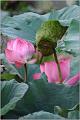 IMG-20170715-WA0071