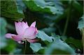 IMG-20170715-WA0092
