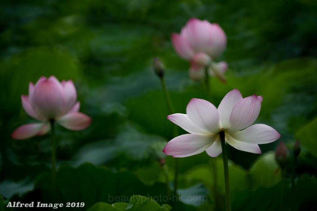 IMG-20190614-WA0035.jpg