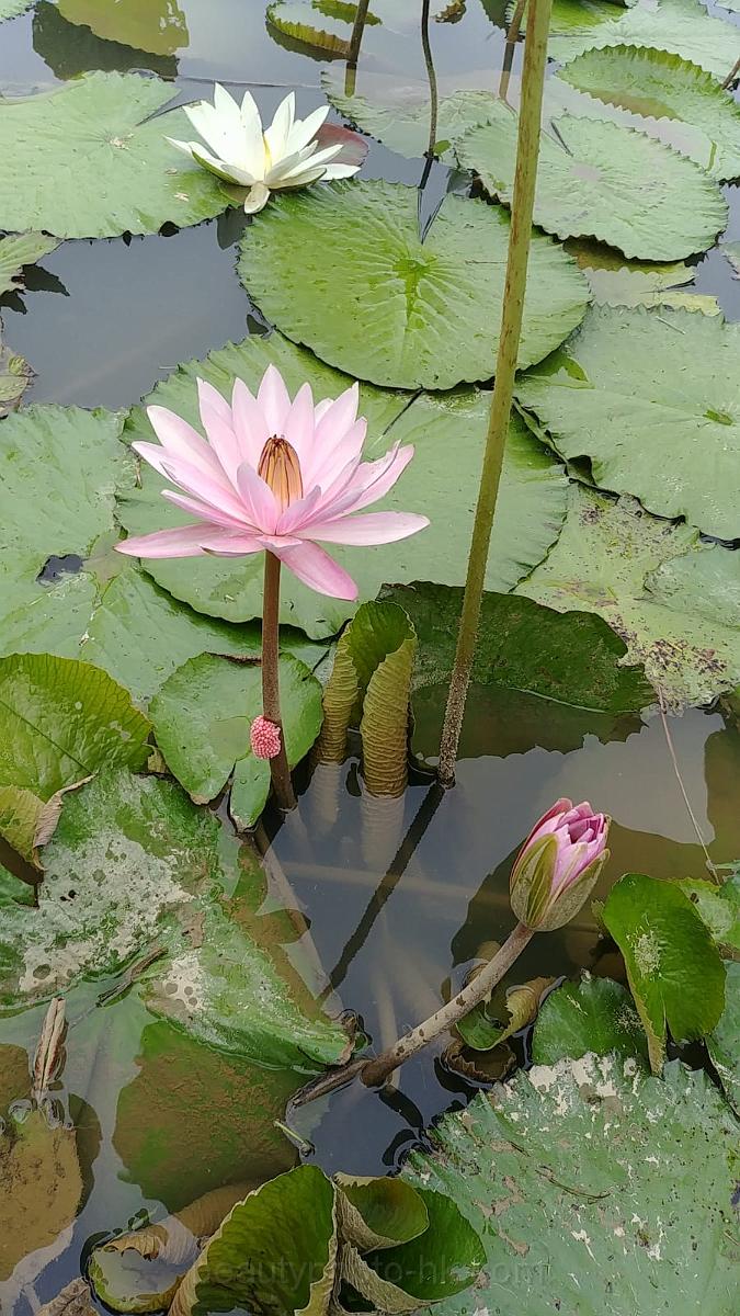 IMG-20190624-WA0015.jpg