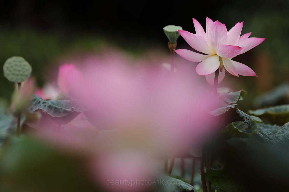 IMG-20190625-WA0086.jpg