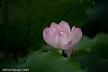 IMG-20190601-WA0006