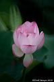 IMG-20190601-WA0007