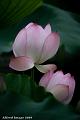 IMG-20190601-WA0009