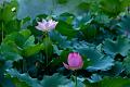 IMG-20190614-WA0028