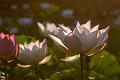 IMG-20190614-WA0029