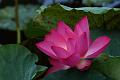 IMG-20190614-WA0032