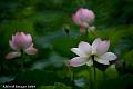 IMG-20190614-WA0035