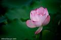 IMG-20190614-WA0039