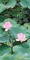 IMG-20190620-WA0003