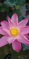 IMG-20190624-WA0008