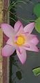 IMG-20190624-WA0009