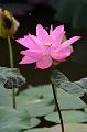 IMG-20190624-WA0017