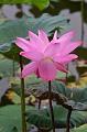 IMG-20190624-WA0020