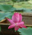 IMG-20190624-WA0027