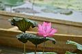 IMG-20190624-WA0039