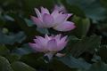 IMG-20190624-WA0045