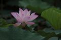 IMG-20190624-WA0046
